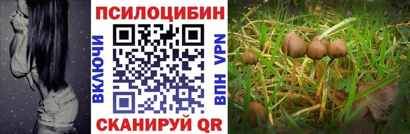 Псилоцибиновые грибы GOLDEN TEACHER купить Красноармейск
